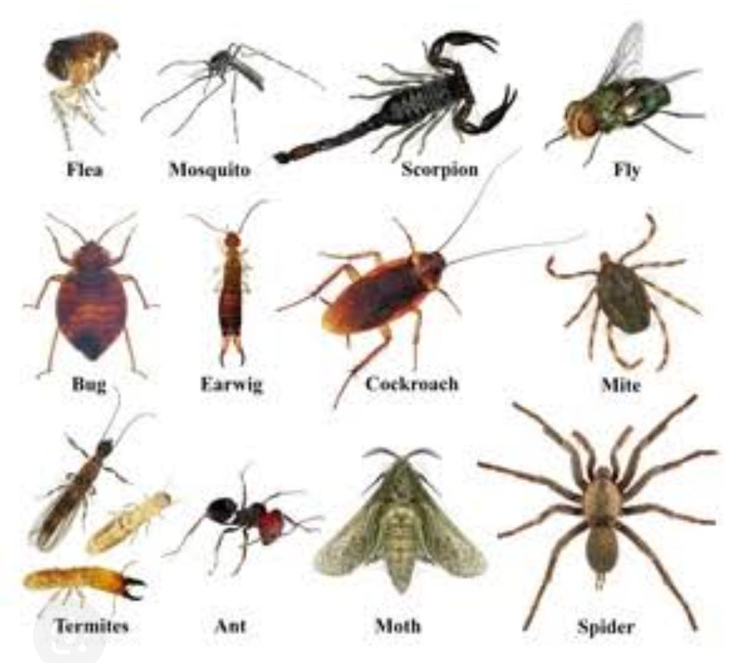 Facts About Insects Facts About Insects
